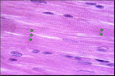 The arrows are pointing to intercalated discs found in Cardiac Muscle. What is the function of intercalated discs?