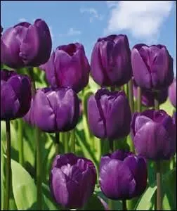 Do you recognize this flower ?