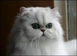 What breed is this cat ?