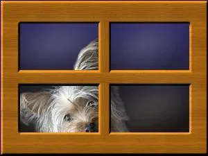 Look at that dog ... the window! Isn't it funny?
