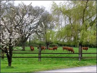 Can you see the cows grazing ... the fence?