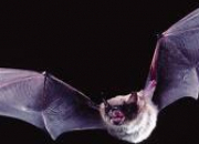 Quiz Bats