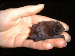 How do bats help people?
