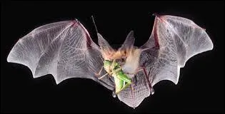 What do Bats eat?