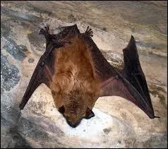 Do Bats usually HURT people?