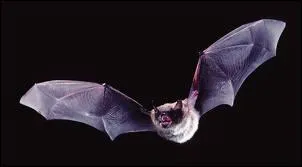 Do bats have good hearing?