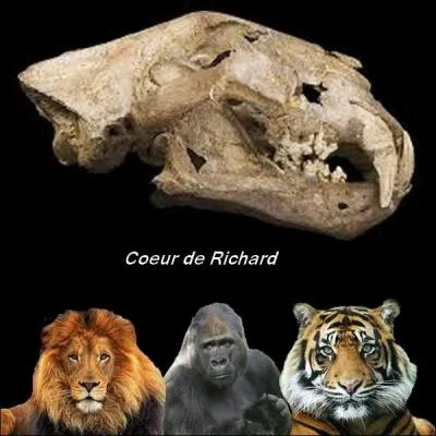 Who does this skull belong to?