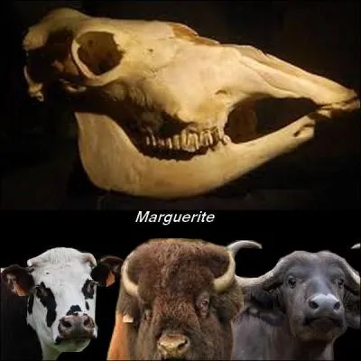 Who does this skull belong to?