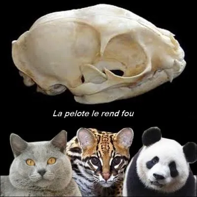 Who does this skull belong to?