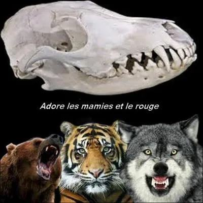 Who does this skull belong to?