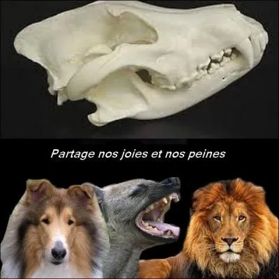 Who does this skull belong to?