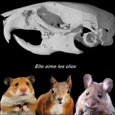 Who does this skull belong to?