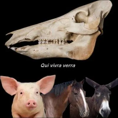 Who does this skull belong to?