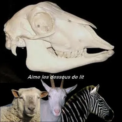 Who does this skull belong to?