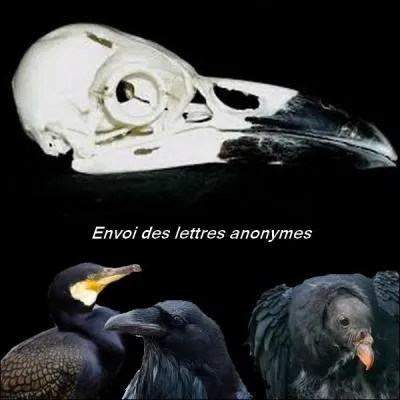 Who does this skull belong to?