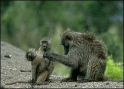 What type of animal is this?