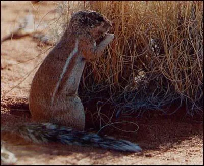 What type of animal is this?