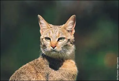 What type of animal is this?