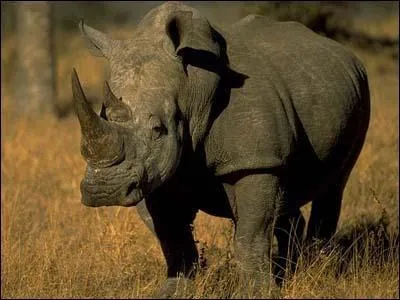 What type of animal is this?