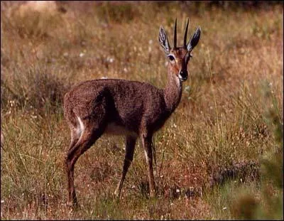 What type of animal is this?