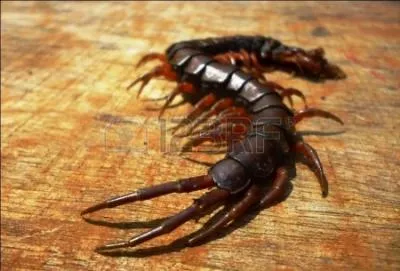 What category does this invertebrate belong to?