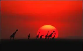 What is a unique animal in Kenya?