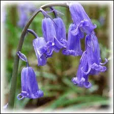 What is the National Flower of Wales? (image not a clue)