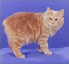 True or False : Cymric is a Welsh breed of cat.