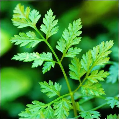 What does a chervil smell like?