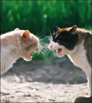 MOST IMPORTANT QUESTION OF THEM ALL! 
Do medic cats learn how to fight and hunt the most or not? (Easy question)