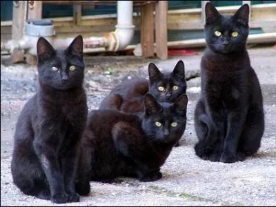 Burdock Roots are for treating a....?