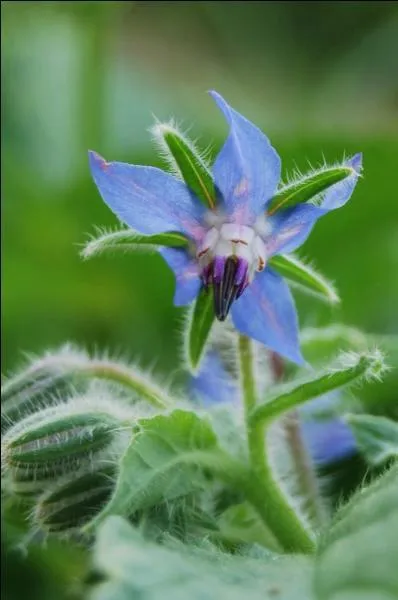 Which of these medicines cure green-cough?