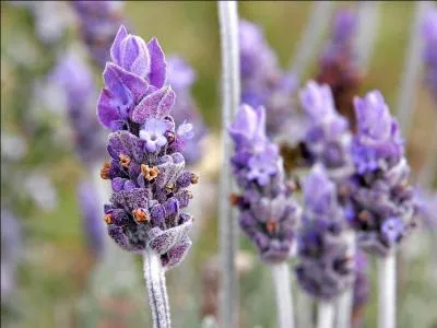 Does lavender cure fevers or soothe scratches?