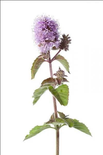 Does water mints help a cat who suffers belly aches?