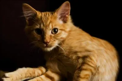 Which of these are medicine cats?