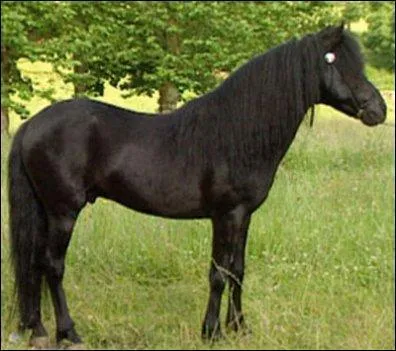 What is the country of origin of this horse : the "Asturcòn"?