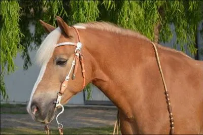 What is the origin country of this horse : the "Haflinger" ?