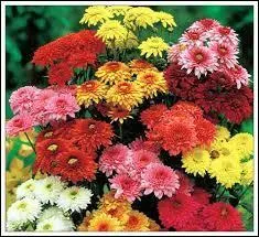 Which of these flowers is representative of All Saints' Day?
