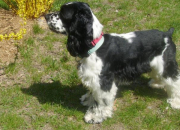 Quiz Sporting Dog Group