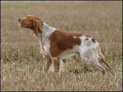 Choose the Correct Breed.