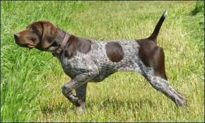 Choose the Correct Breed.