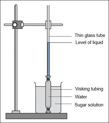 A Visking tubing of water is placed in a beaker of sugar solution as shown. What can be observed in the glass tube after 20 minutes?