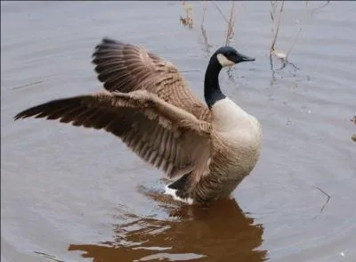 What word doesn't describe a species of goose?