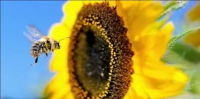 For bees to visit red flowers, what other zones must they be surrounded by?