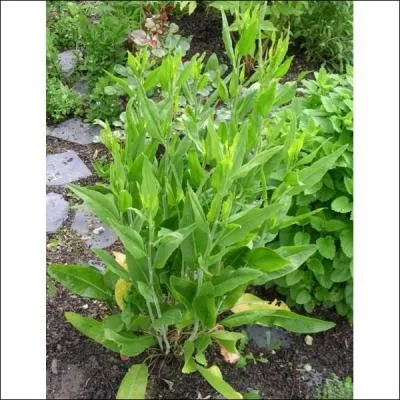 Which plant, which has very strong-tasting edible roots, is also called horse radish?