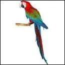 ... parrots have usually beautiful colours.