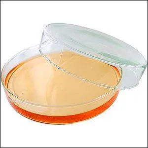 Glass lidded container used in biology for culturing micro-organisms