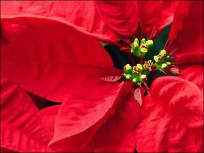 Do poinsettias (A type of flower) kill cats?