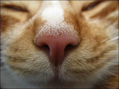 How good is your cat's smell?