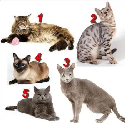 What number is the Siamese cat wearing?